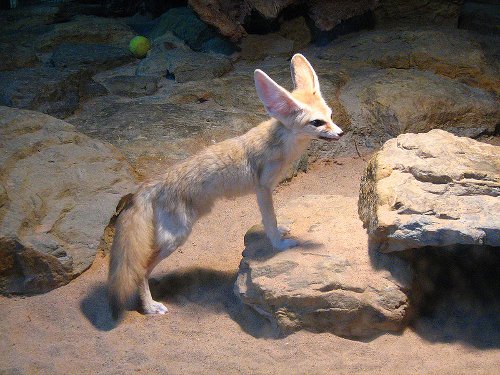    Mozilla Fennec