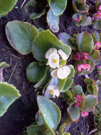 HTC Touch HTC Touch